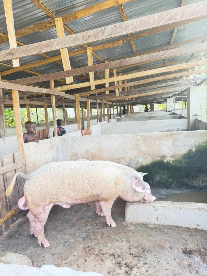 Pig Farming (Piggery) at Norbon Agro Farm